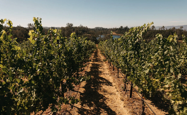 William Cole Vineyards is a featured winery at the Vail Wine Classic.