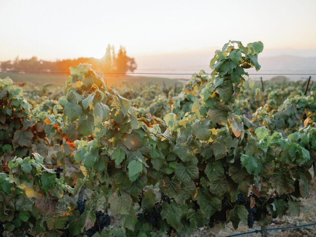 Fraîche Wine Group is a featured winery of the Vail Wine Classic.